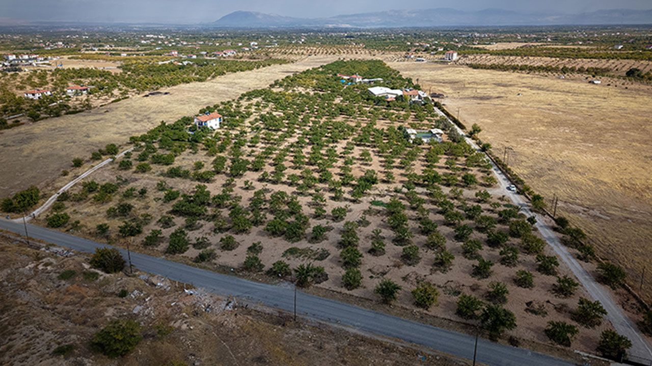 Şimdi hasat zamanı! 20 bin ailenin geçim kaynağı oldu… Duyan Malatya’ya akın ediyor
