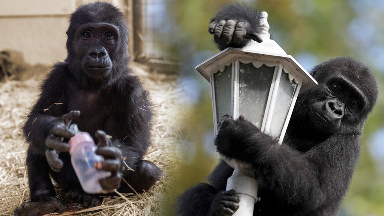 DNA testi yavru goril Zeytin