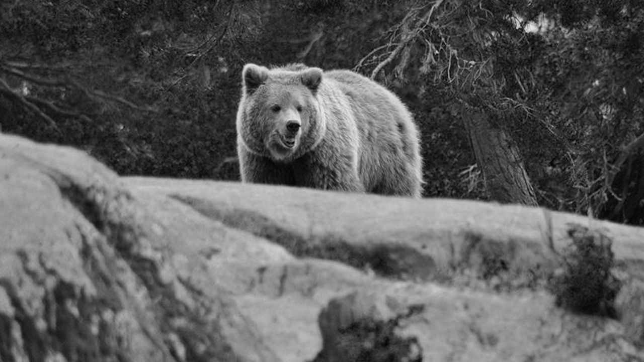 Korku gerçeğe dönüştü! Ayı saldırıları sinemayı durdurdu