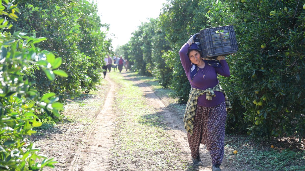 Mevsimin en ucuz meyvesi! Dalında 8 lira