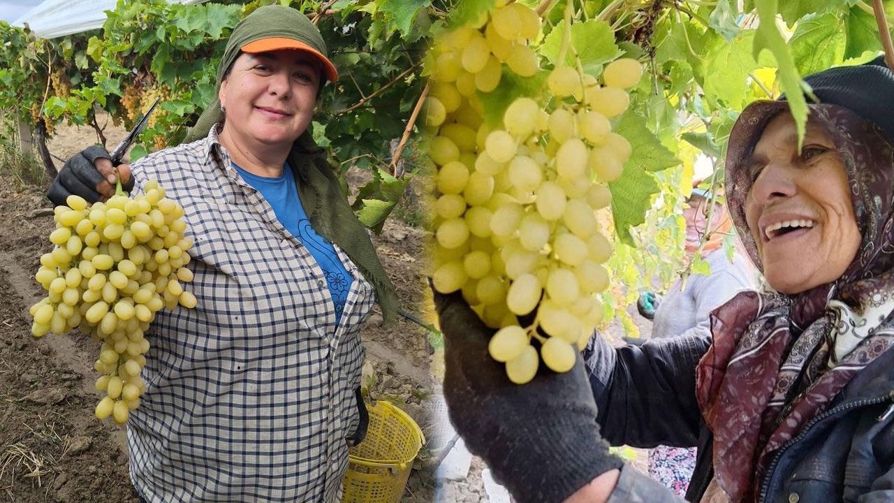 Manisa'da üzümde rekor sezon: Kilosu 60 TL'ye kadar alıcı buluyor