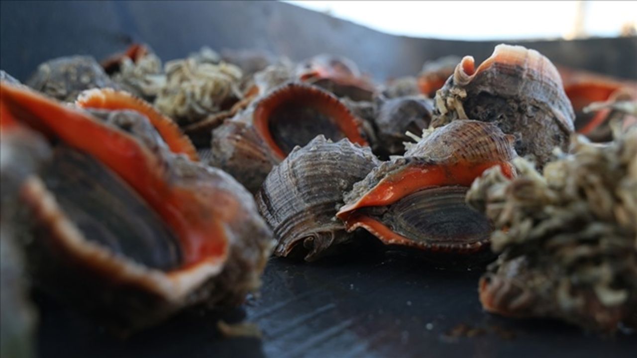 Türkiye’nin denizlerinden servet çıkıyor! 8 ülkeye 107 ton satıldı... 10 milyon dolarlık talep yağmuru