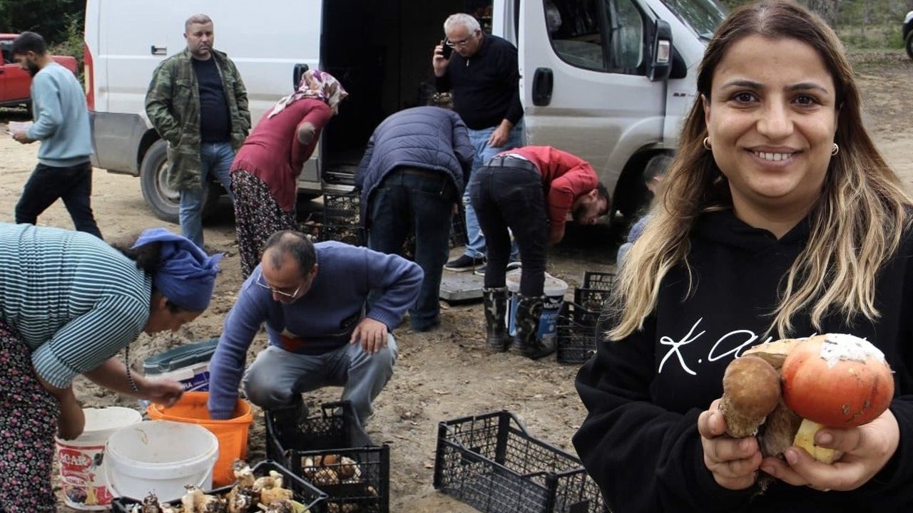 Bu ormanda servet yatıyor! Kilogramı 600 liradan satılıyor, 1 haftada 20 milyon lira kazanç