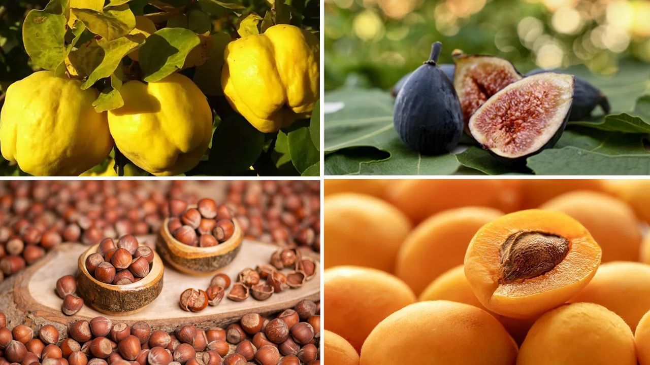 Dünya sofralarını Türk gıdaları süslüyor! 4 mevsim üretiyoruz