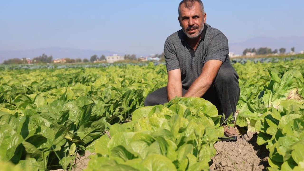 Yağmurlar hasadı öne çekti! Tarlada 25, manavda 70 TL’ye satılıyor