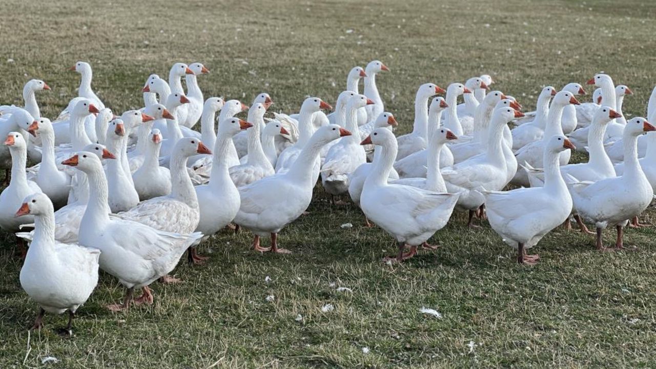 Halk dört gözle bekliyordu, sezon başladı! Türkiye'nin her yerine gidiyor, tadından geçilmiyor