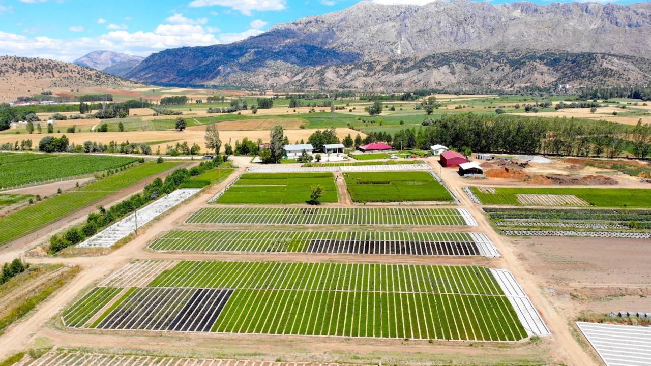 450 bin hektarda toplulaştırma! Tarım arazileri korunuyor