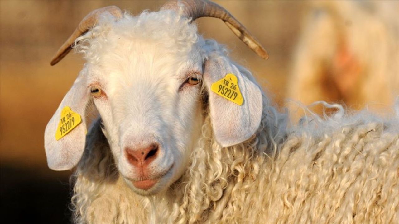 TİGEM ihale ile yüzlerce keçi satacak