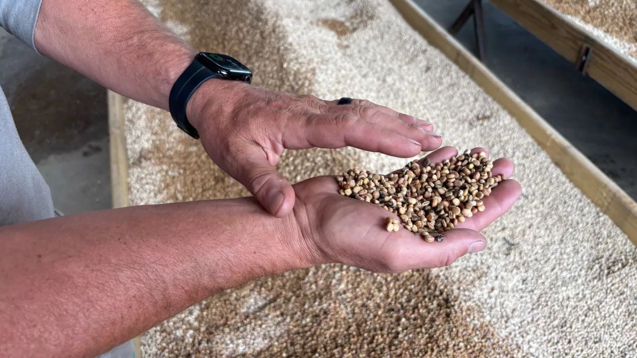 Yabancı ajanlar Çin’in tahıl genetiğini ele geçirdi! Ülke çalkalanıyor