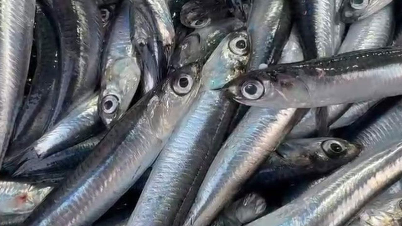 Hamside rekor bolluk: Tezgahta 50 TL’den taze taze satılıyor