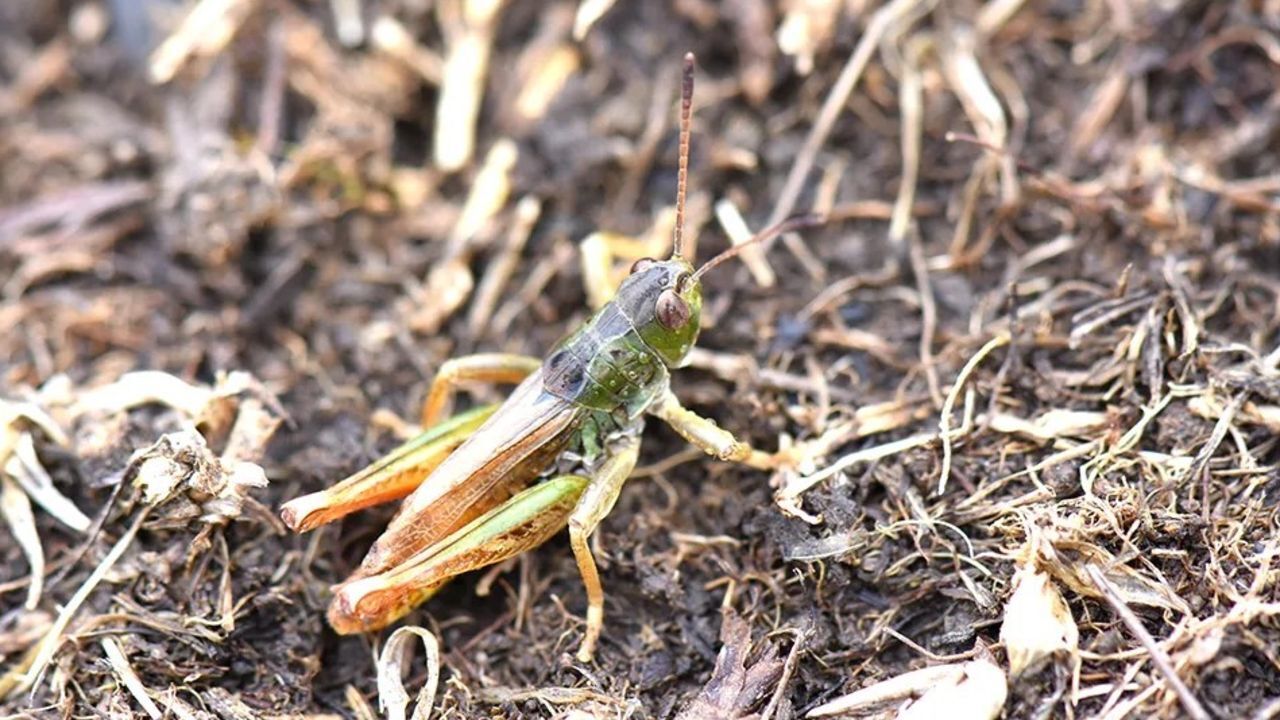 3 ilde görüldü! Bilim insanlarından yeni keşif