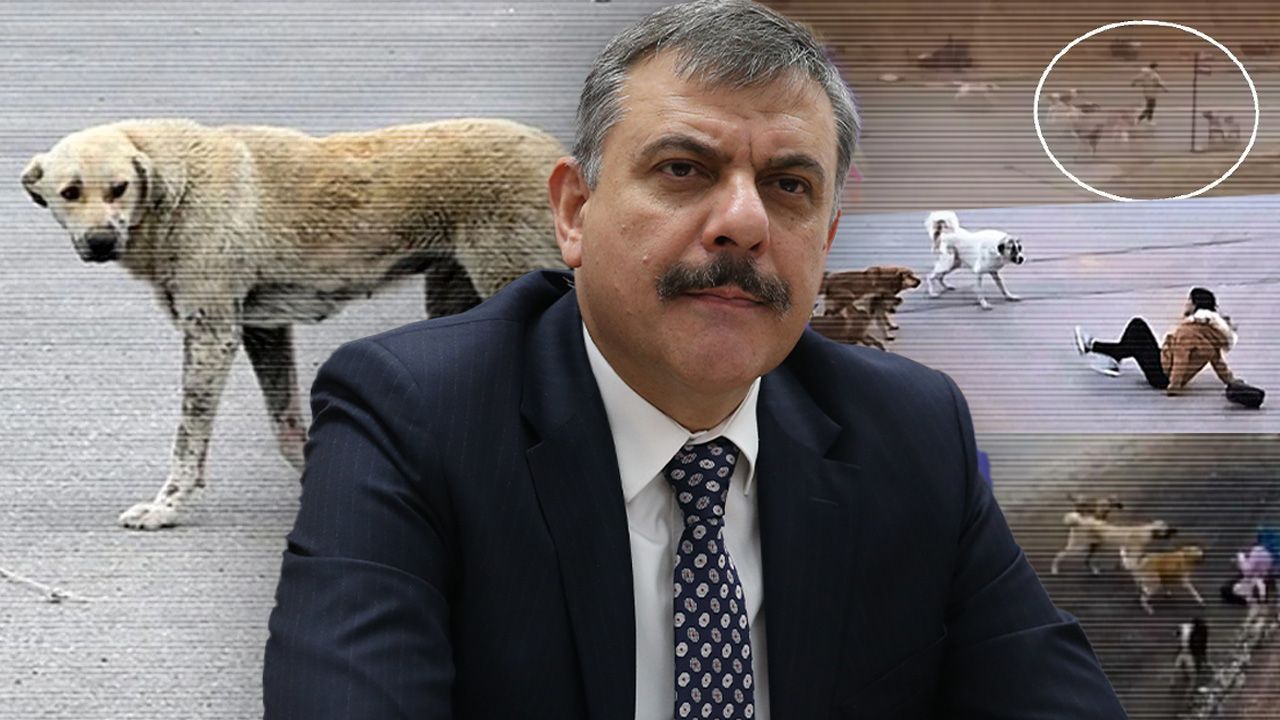 Erzurum başıboş sokak köpeği sorununu çözdü! Vali Mustafa Çiftçi açıkladı: Sayıyı sıfırladık
