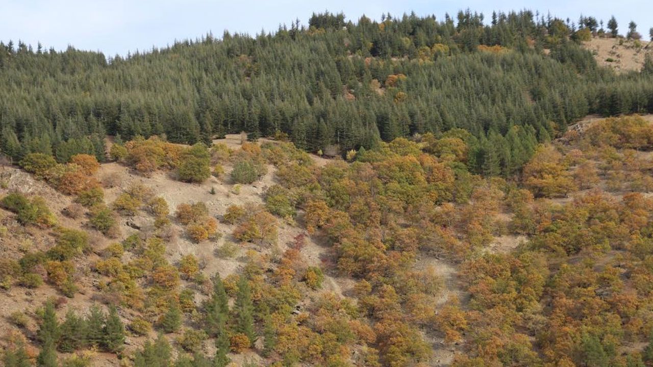 Köylüler 37 yıl önce dikti, o alanlar şimdi orman oldu