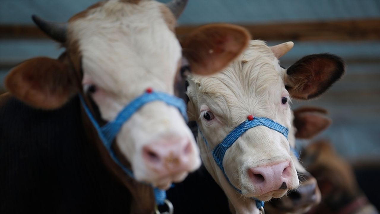 Şapla mücadele değil eziyet! Küflü domates yedirip, idrar içiriyorlar