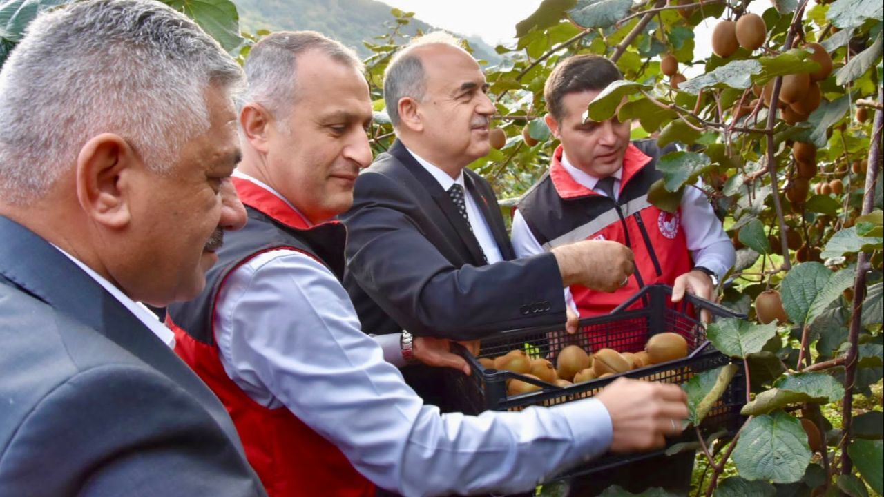 8 dönümden 25 ton hasat ediliyor! Modern kivi Ordu'yu ihya ediyor