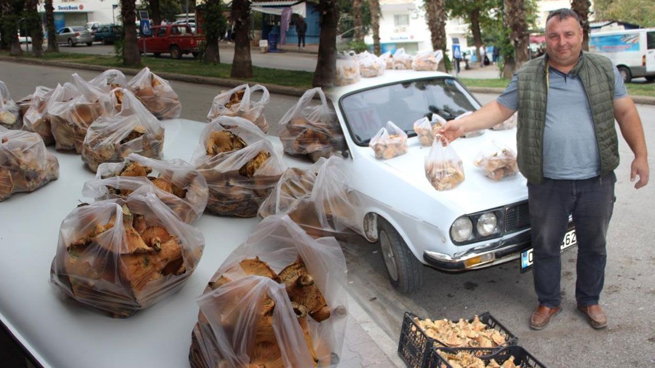 Antalya'da mantar bereketi: Ormanda kendiliğinden yetişiyor, kilosu 500 TL'den alıcı buluyor