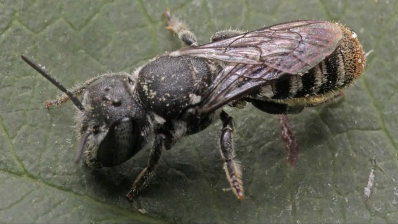 Avustralya'da yeni bir boynuzlu arı türü keşfedildi: İsmiyle dikkat çekti