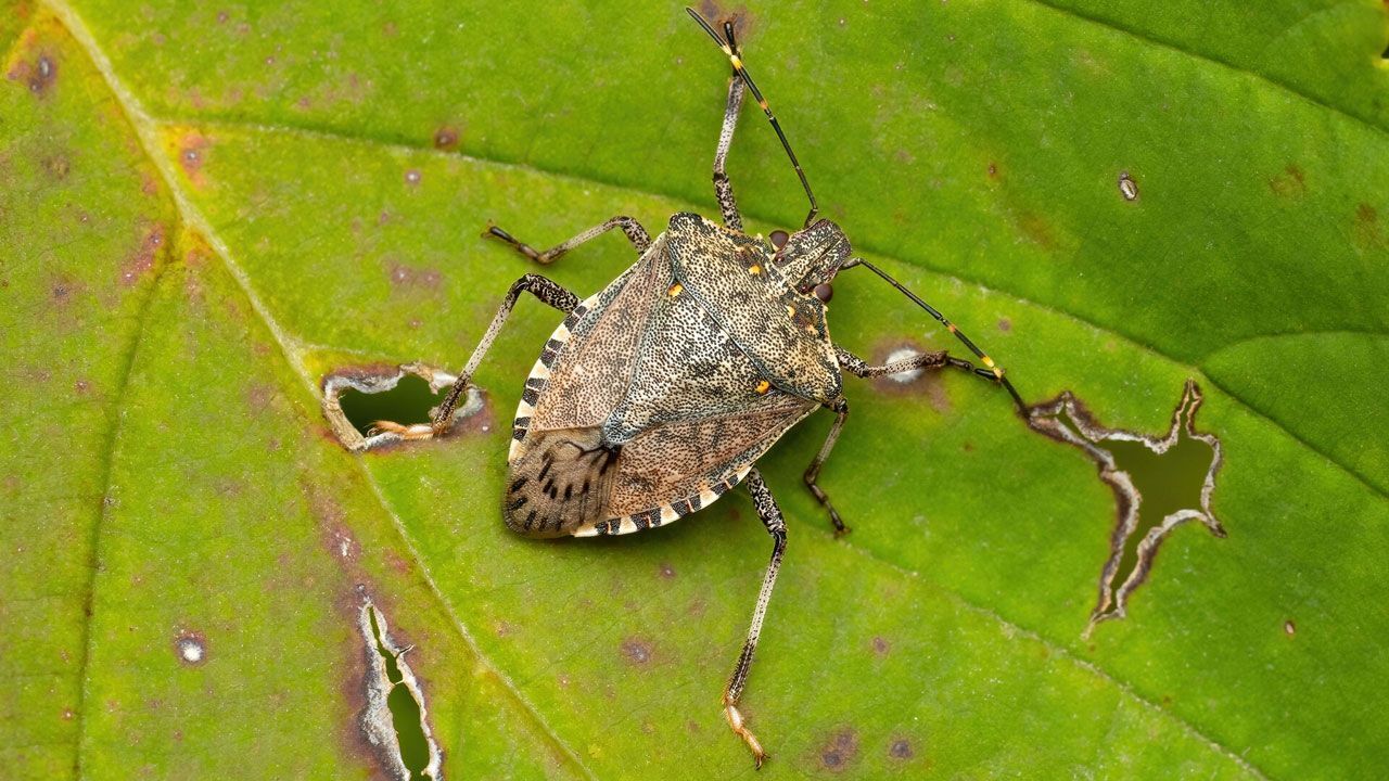 Tarım arazilerini mahvediyor! Ülkeye Artvin'den giren kahverengi kokarca böceği Marmara'ya yerleşti