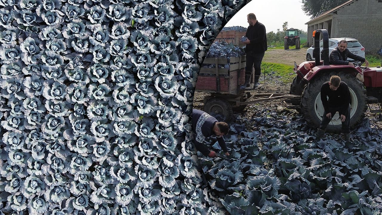 Bafra Ovası kırmızıya büründü! Hasat başladı, tarlada kilosu 13 lira