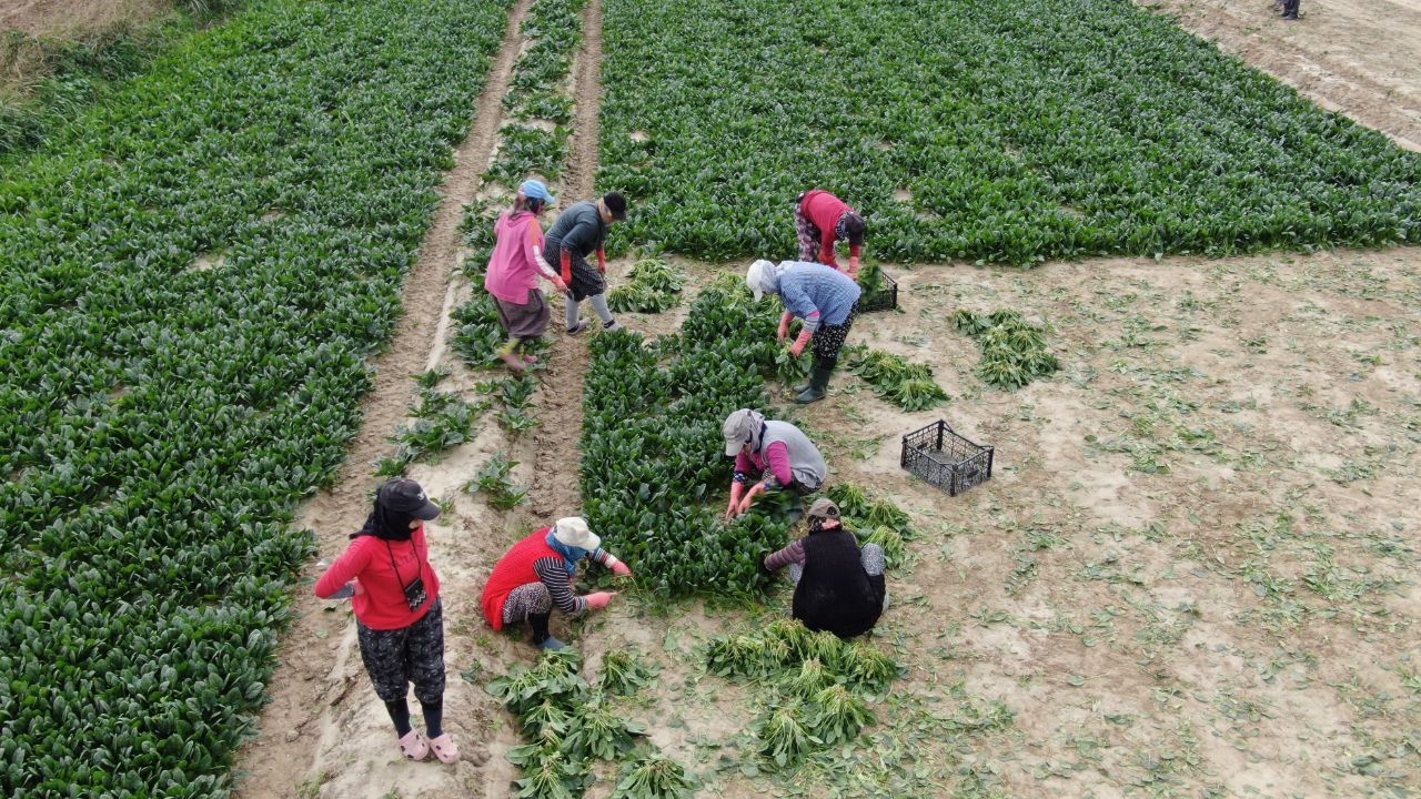 Tarlada 6 markette, 50 lira! Üretici fiyat farkına tepkili