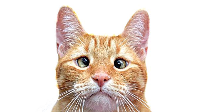 Şaşı kedi Jarvis P. Weasley internette yıldız oldu görseli