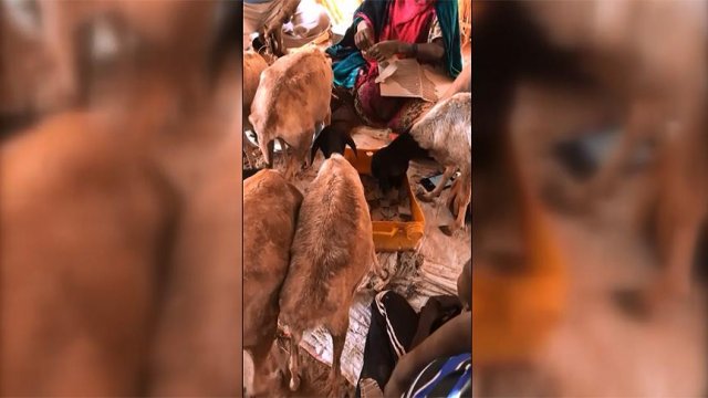 Somali'deki kuraklıktan keçiler karton yerken görüntülendi görseli