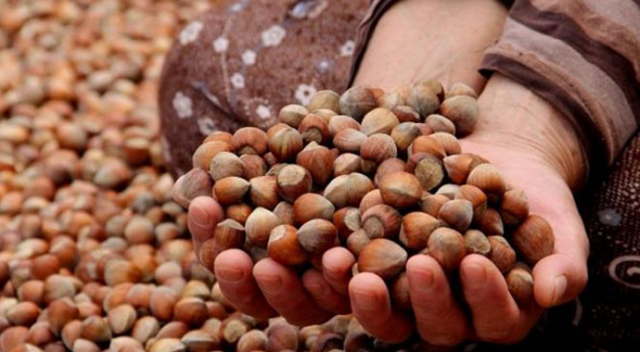 Sadece fındığa değil, ‘kalite’ye de yatırım görseli