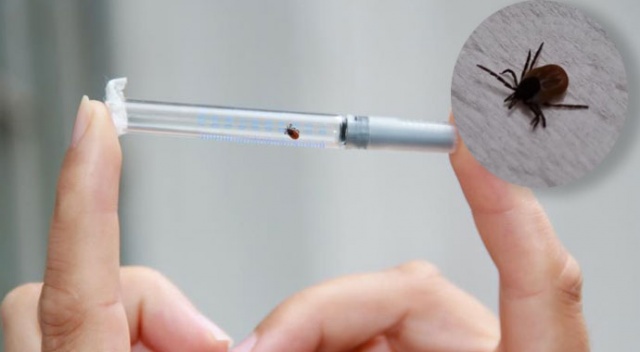 Dikkat! Kene ısırırsa sakın bunu yapmayın görseli