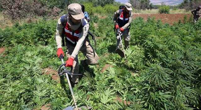 Diyarbakır'da büyük operasyon: Tarlalara 7 milyon kök kenevir ekmişler görseli