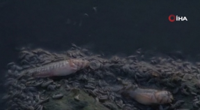 Küçükçekmece'de ölü balıklar kıyıya vurdu, kötü koku yayıldı görseli