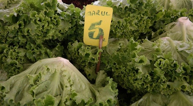 Yeşillik ürünlerinde zam şampiyonu marul oldu! Fiyatı 10 günde iki katına çıktı görseli