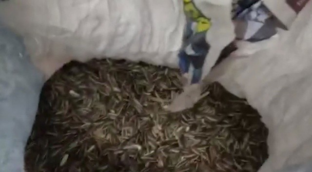 Ay çekirdeği çuvalında silah kaçakçılığı görseli