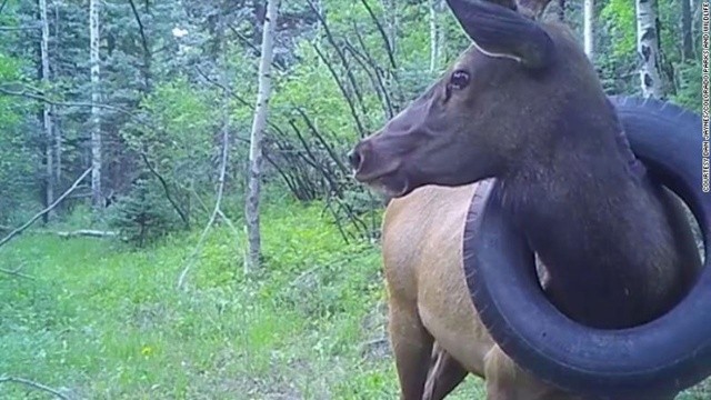 Boynunda iki yıl boyunca lastikle gezen geyik sonunda özgür! görseli