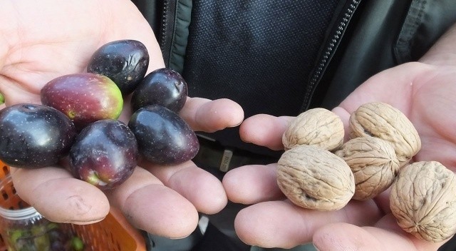 Burhaniyeli üretici ceviz büyüklüğünde zeytin yetiştirdi görseli