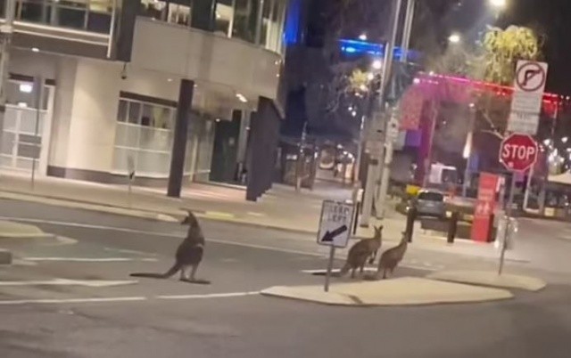 Karantina sebebiyle insanlar evlerine çekildi, sokaklar kangurulara kaldı görseli