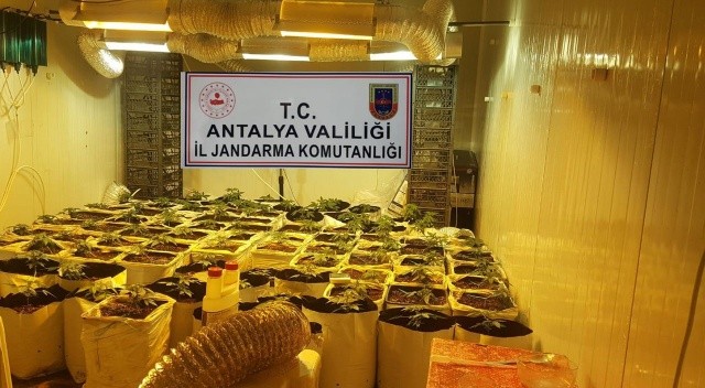 Konteyneri uyuşturucu serasına dönüştürmüşler görseli