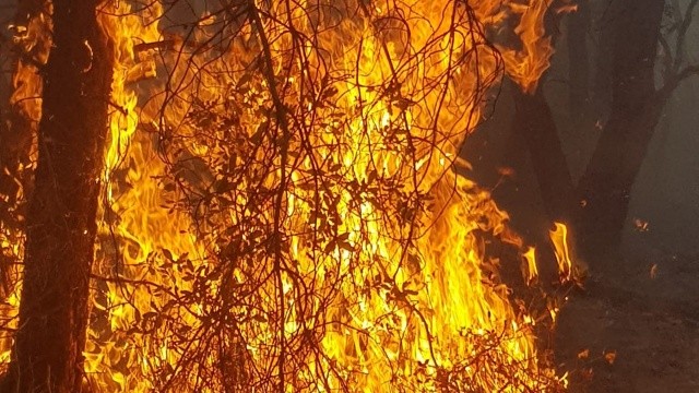 Kütahya'da orman yangını görseli