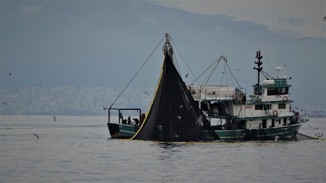 Marmara'da balık bolluğu! Birkaç saatte 600 ton... görseli
