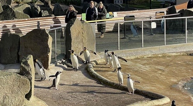 Edinburgh Hayvanat Bahçesi 108 yıldır penguenlere ev sahipliği yapıyor görseli