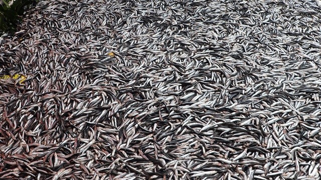Rize'de 8 ton 300 kilogram balığa el konuldu görseli