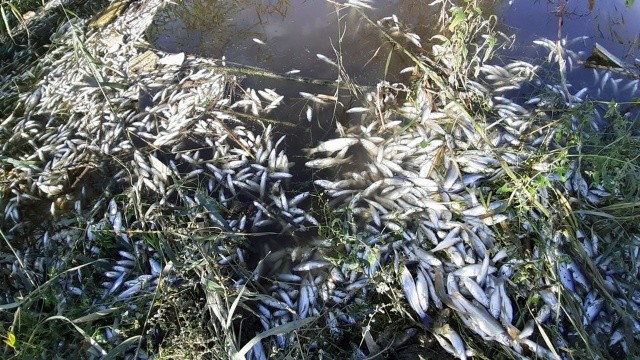 Büyük Menderes Nehri'nde korkunç tablo: Yüzlerce balık öldü görseli