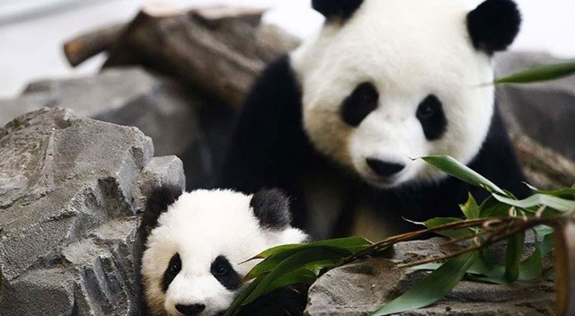 Çin'de 102 bin yıllık dev panda fosili bulundu görseli