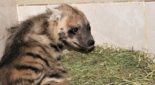 Çizgili sırtlan yavrusuna özel bakım görseli