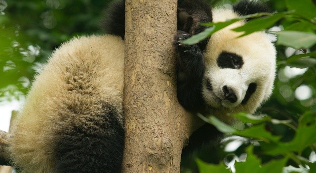 Hayvanat bahçesinde firari panda paniği görseli