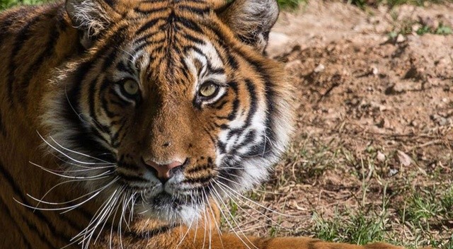 Hindistan'da sınıfa giren leopar 1 öğrenciyi yaraladı görseli