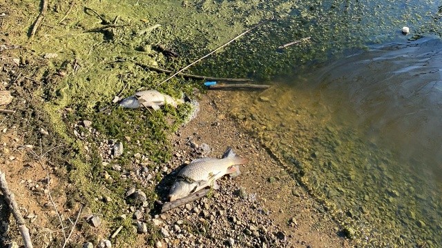 Karabük'te tedirgin eden balık ölümlerine ilişkin inceleme başlatıldı görseli