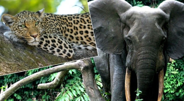 Leopar kaçtı, fil kovaladı görseli