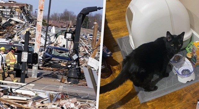 Tornado kasırgasından 9 gün sonra kedi Madix enkazdan sağ çıktı görseli