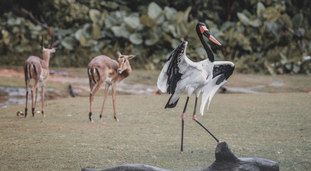 Bakıcıları hayvanlara Covid-19 bulaştırdı görseli