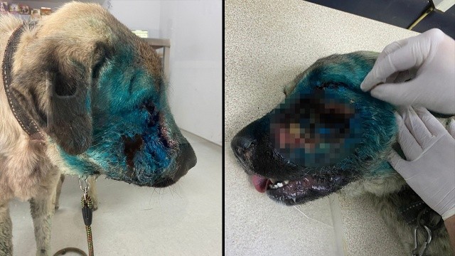 Bodrum'da vahşet! Köpeği yüzünden av tüfeğiyle vurdular görseli